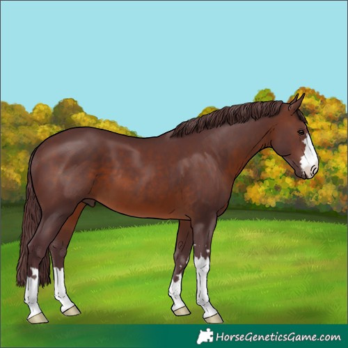 Horse Color:Chocolate Brown