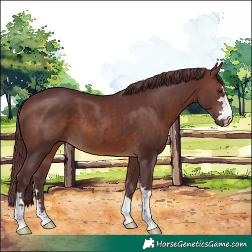 Horse Color:Chocolate Brown 