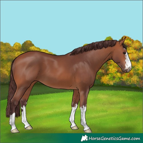Horse Color:Chocolate Bay 