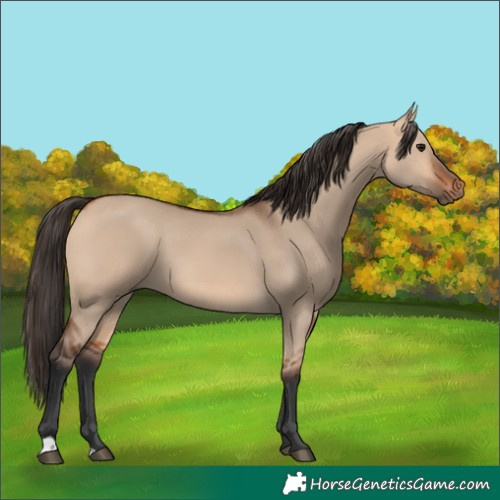 Horse Color:Bay Dun 