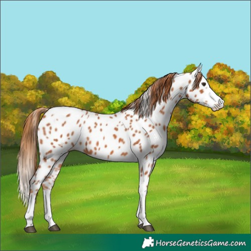 Horse Color:White Spotted Chestnut Splash Appaloosa