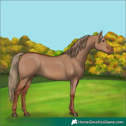 Horse Color:Red Dun
