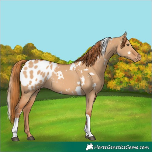 Horse Color:White Spotted Red Dun Tobiano Appaloosa Rabicano