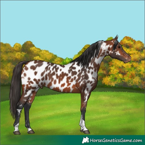 Horse Color:White Spotted Bay Tobiano Appaloosa