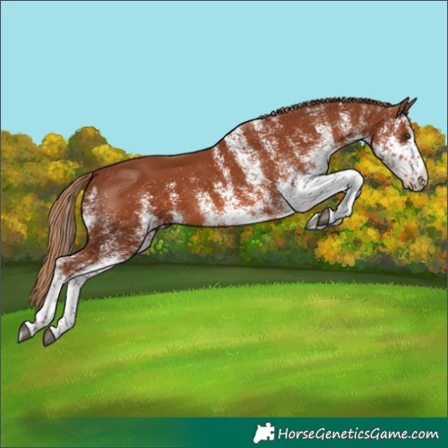 Horse Color:White Spotted Chestnut