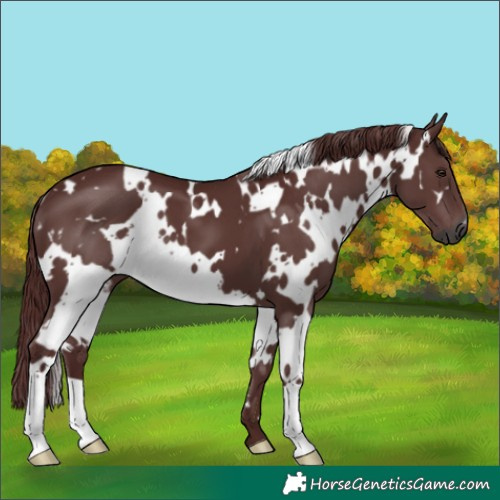 Horse Color:Gray White Spotted Chocolate Black 
