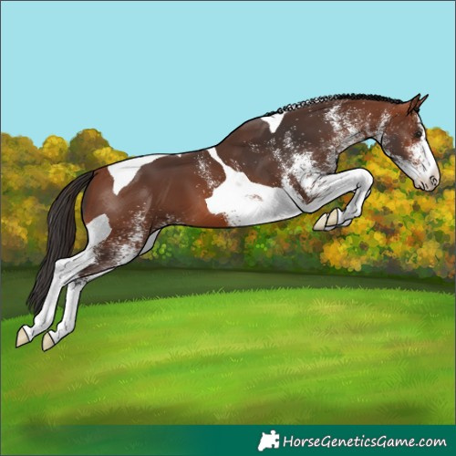 Horse Color:White Spotted Bay Tobiano