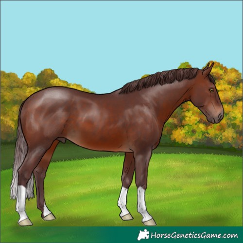 Horse Color:Chocolate Brown 