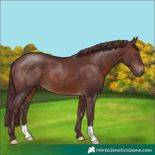 Horse Color:Chocolate Brown