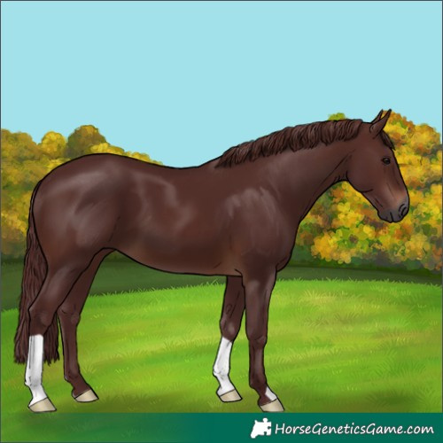 Horse Color:Gray Chocolate Brown
