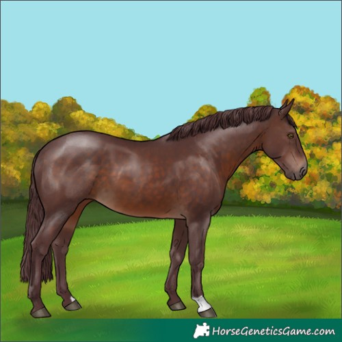 Horse Color:Chocolate Brown 