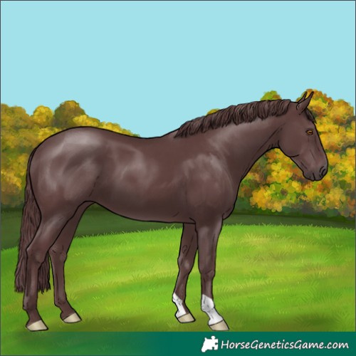 Horse Color:Chocolate Black