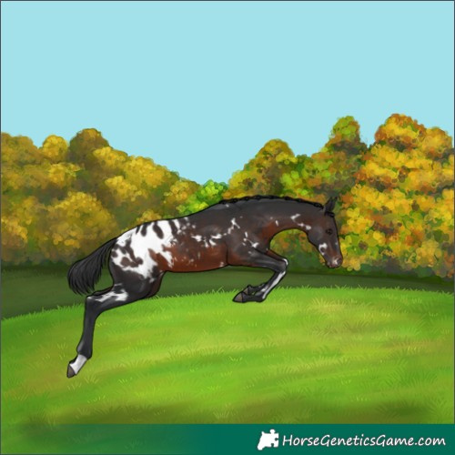 Horse Color:White Spotted Brown Appaloosa