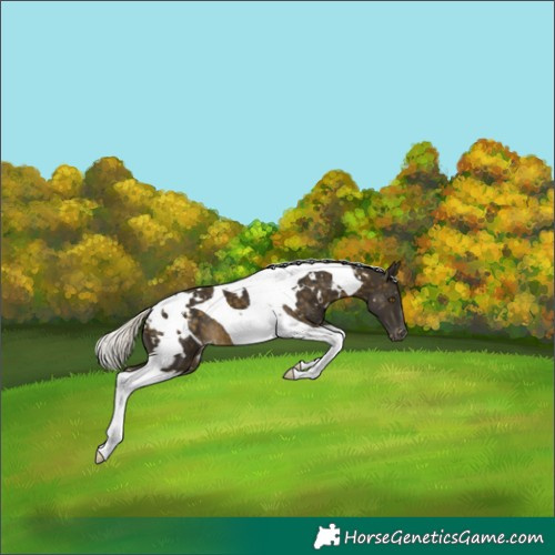 Horse Color:White Spotted Silver Buckskin Tobiano Appaloosa 