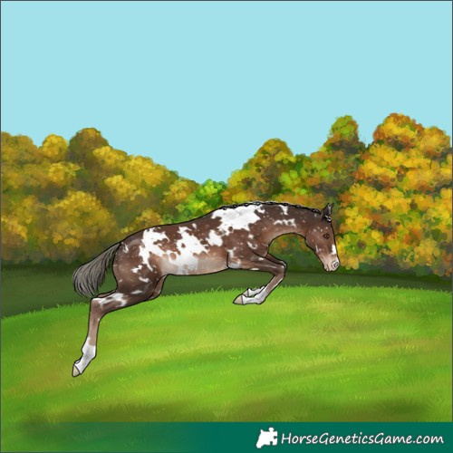 Horse Color:White Spotted Liver Chestnut Mushroom Appaloosa 