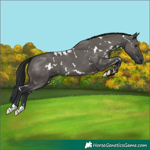 Horse Color:White Spotted Grullo 
