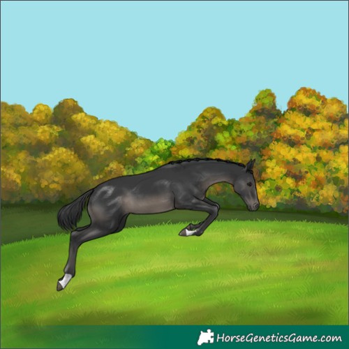 Horse Color:Black 