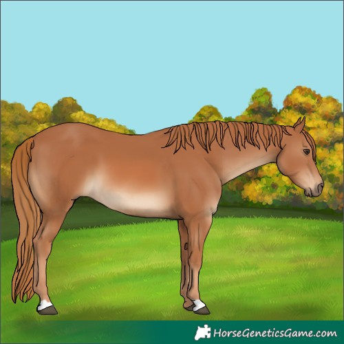 Horse Color:Chestnut 