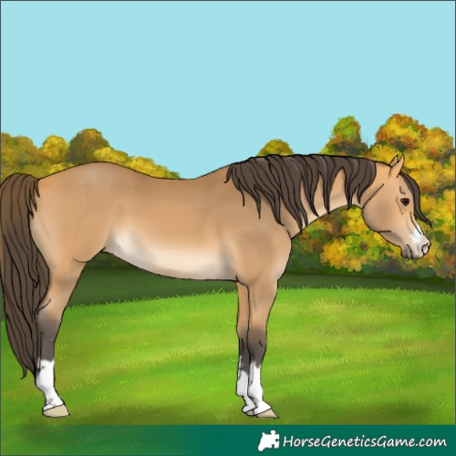 Horse Color:Buckskin