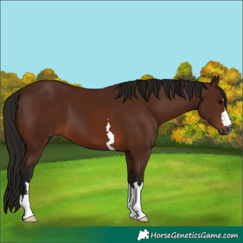 Horse Color:Gray Bay