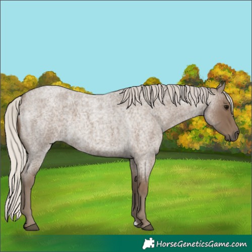 Horse Color:Silver Smoky Blue Roan 