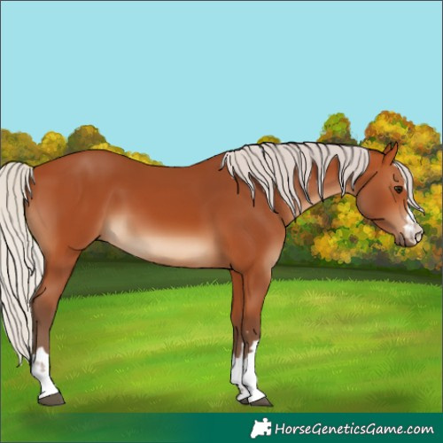 Horse Color:Silver Bay