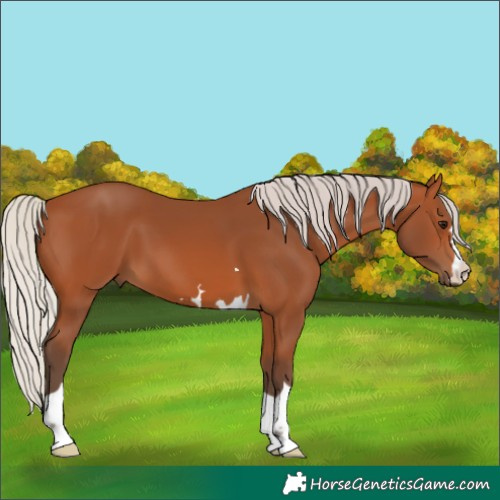 Horse Color:Silver Bay