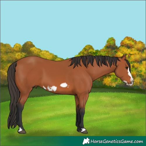 Horse Color:Bay Frame
