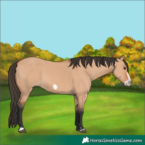 Horse Color:Bay Dun Frame