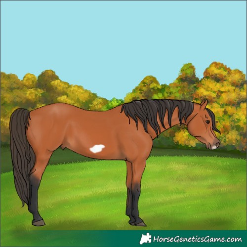 Horse Color:Bay Frame 