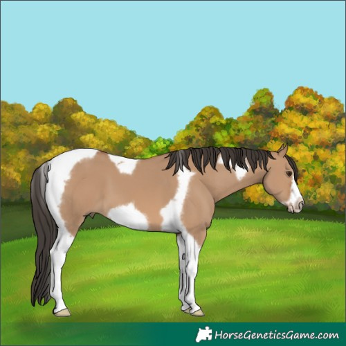 Horse Color:Bay Dun Tobiano Frame