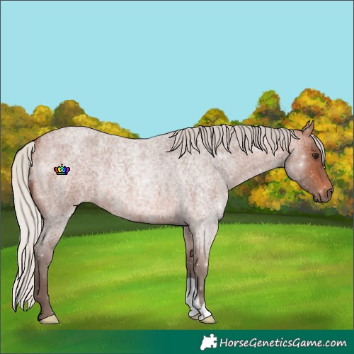 Horse Color:Silver Brown Roan 