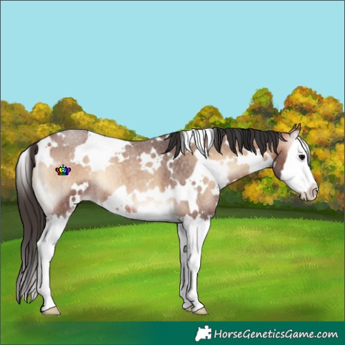 Horse Color:White Spotted Bay Roan Onyx Splash 