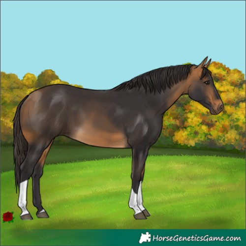 Horse Color:Buckskin Tobiano