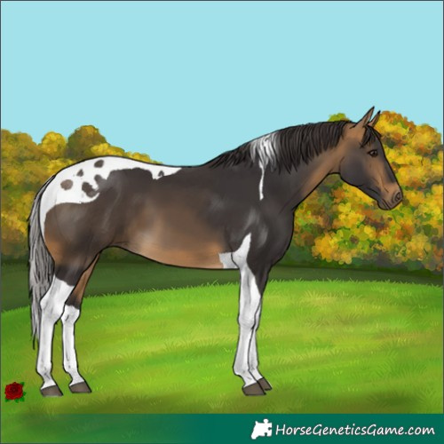 Horse Color:Buckskin Tobiano 
