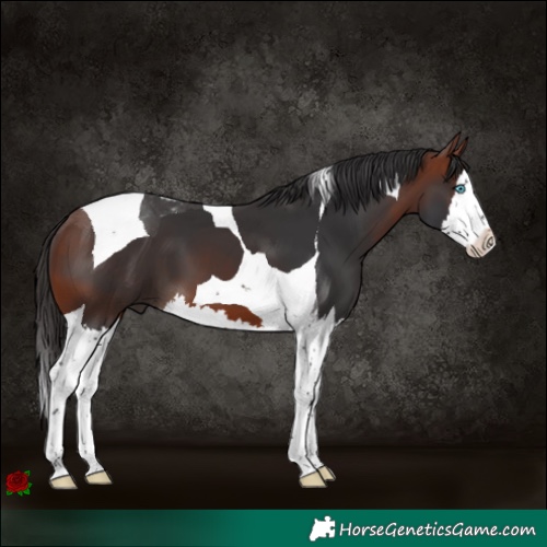 Horse Color:Bay Splash Tobiano 