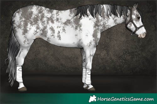 Horse Color:Grullo Sabino Rabicano