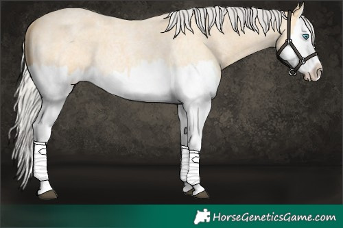 Horse Color:Silver Buckskin Roan Splash