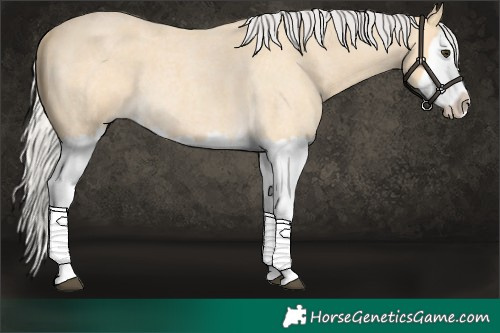 Horse Color:Silver Buckskin Roan Splash
