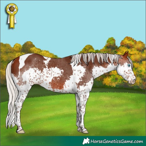 Horse Color:Silver Bay Splash Tobiano Skewed Appaloosa
