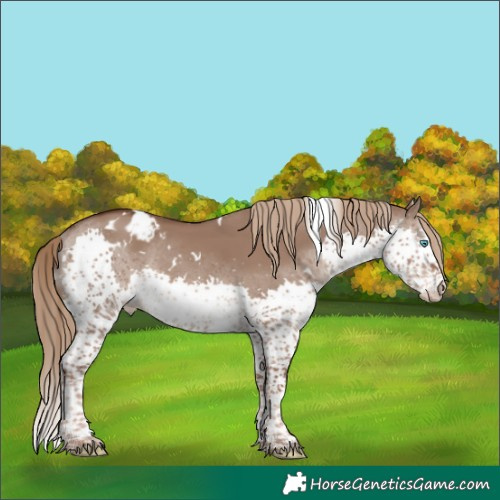Horse Color:White Spotted Liver Red Dun Splash Tobiano Skewed Appaloosa Rabicano 