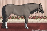 Horse Color:Grullo