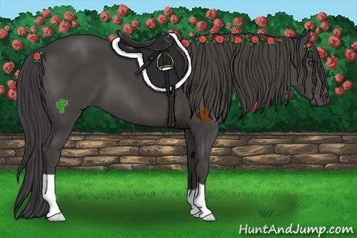 Horse Color:Smoky Black 