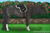 Horse Color:Smoky Black