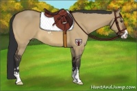 Horse Color:Bay Dun Sabino 