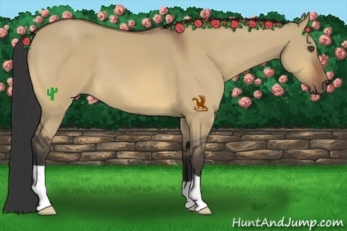 Horse Color:Bay Dun Frame 