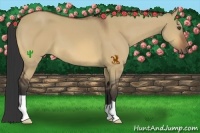 Horse Color:Bay Dun Frame 