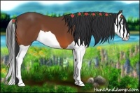 Horse Color:Bay Splash