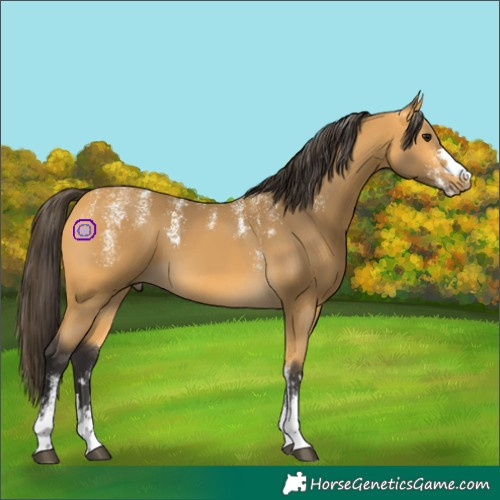 Horse Color:Powder White Buckskin