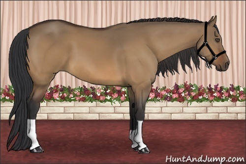 Horse Color:Bay Dun